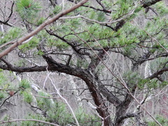 Pinus pungens