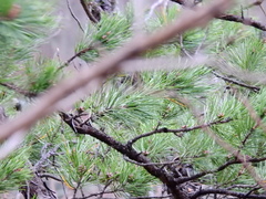 Pinus pungens