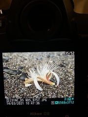 Pseudobombax septenatum