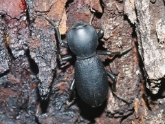 Zopherus gracilis