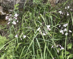 Triteleia clementina