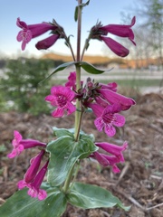 Penstemon triflorus