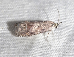 Ofatulena duodecemstriata