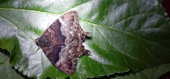 Coronidia leachi