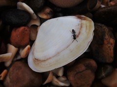 Mactrotoma antecedens