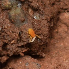 Labidostommatidae