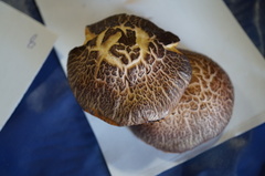 Gymnopilus aeruginosus