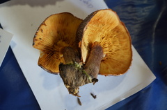 Gymnopilus aeruginosus