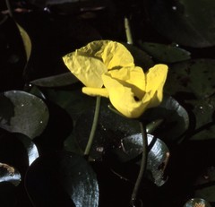Hydrocleys nymphoides