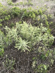 Castilleja grisea