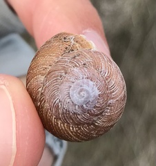 Xerarionta intercisa