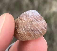 Xerarionta intercisa