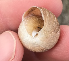 Xerarionta intercisa