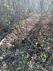 Acanthocereus fosterianus