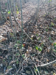 Acanthocereus fosterianus