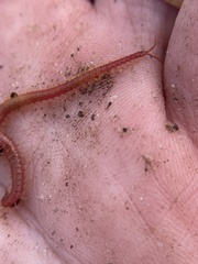 Strigamia bothriopus