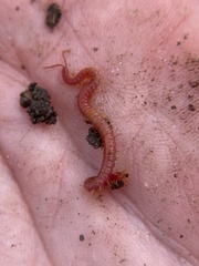 Strigamia bothriopus