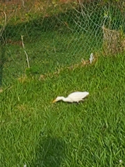Bubulcus ibis