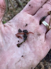 Strigamia bothriopus