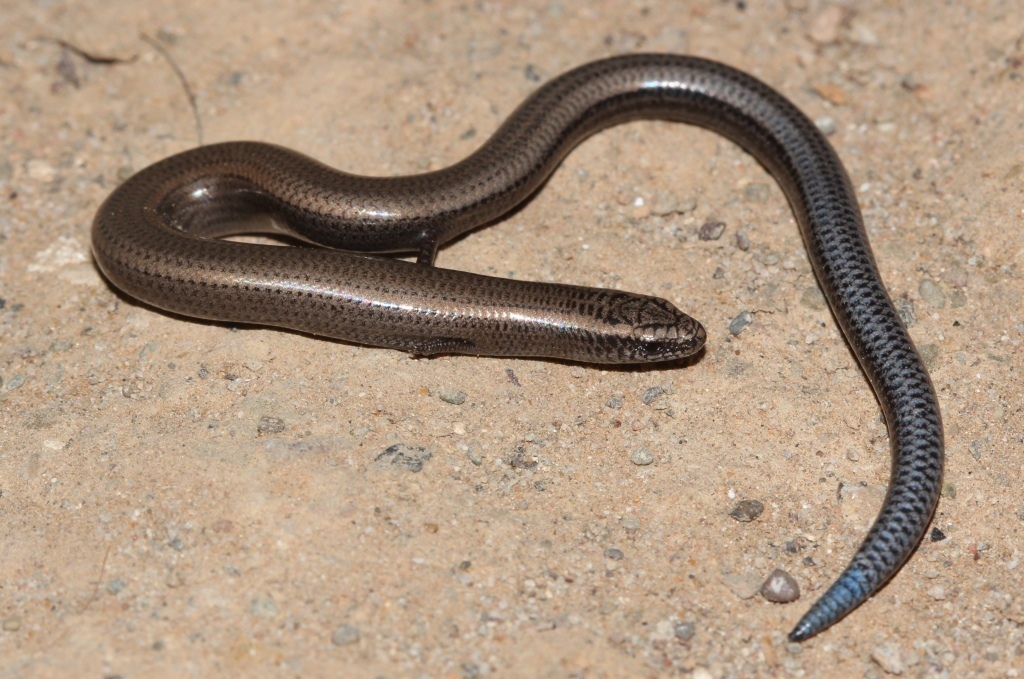 Cape Dwarf Burrowing Skink