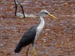 Egretta picata