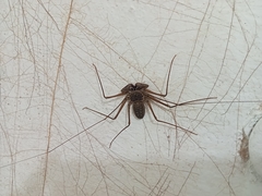 Phrynus operculatus