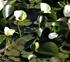 Hydrocleys nymphoides