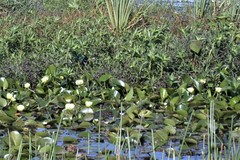 Hydrocleys nymphoides