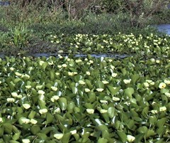 Hydrocleys nymphoides