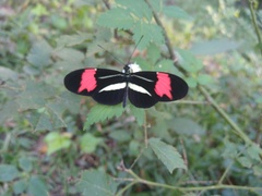 Heliconius erato