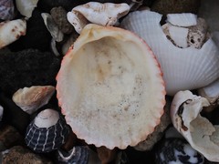 Vasticardium vertebratum