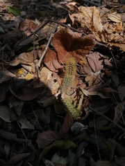 Acanthocereus hesperius