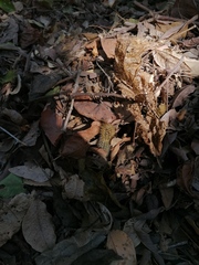 Acanthocereus hesperius