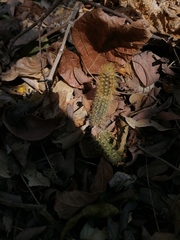 Acanthocereus hesperius