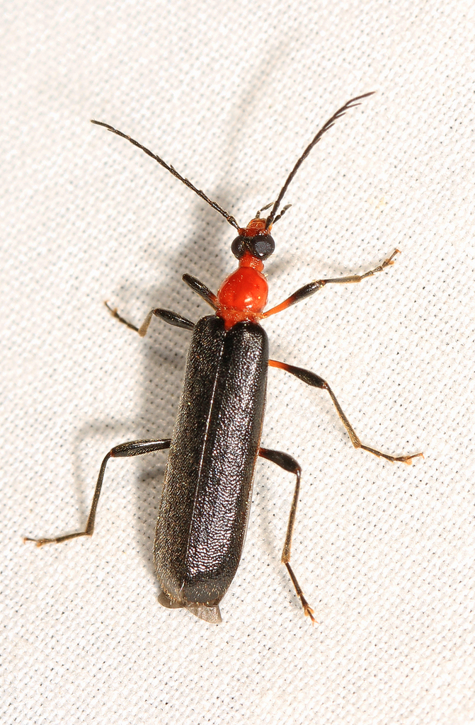 Dendroides picipes