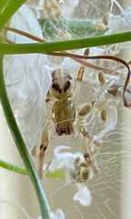 Phonognatha