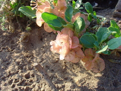 Tripterocalyx micranthus