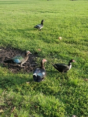 Cairina moschata domestica