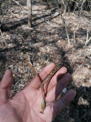 Gyrocarpus jatrophifolius