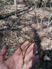 Gyrocarpus jatrophifolius