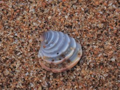 Placamen foliaceum