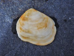 Semelidae