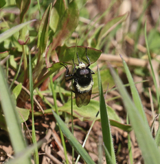 Volucella bombylans