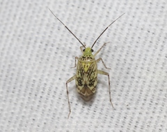Taedia marmorata