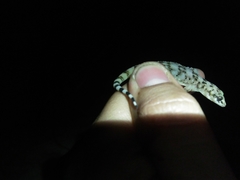 Phyllodactylus xanti