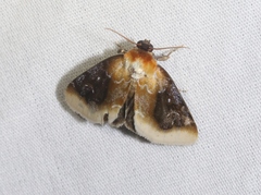 Chrysoecia scira