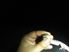 Elgaria paucicarinata