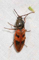 Stropenron nigricollis