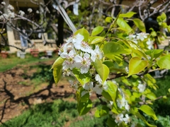 Pyrus bretschneideri