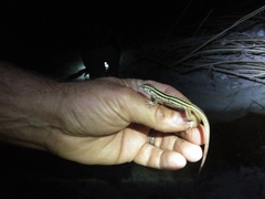 Aspidoscelis maximus